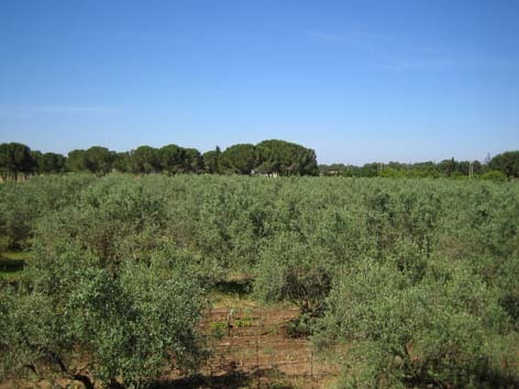Agriturismo in Vendita a Caltagirone (Catania)