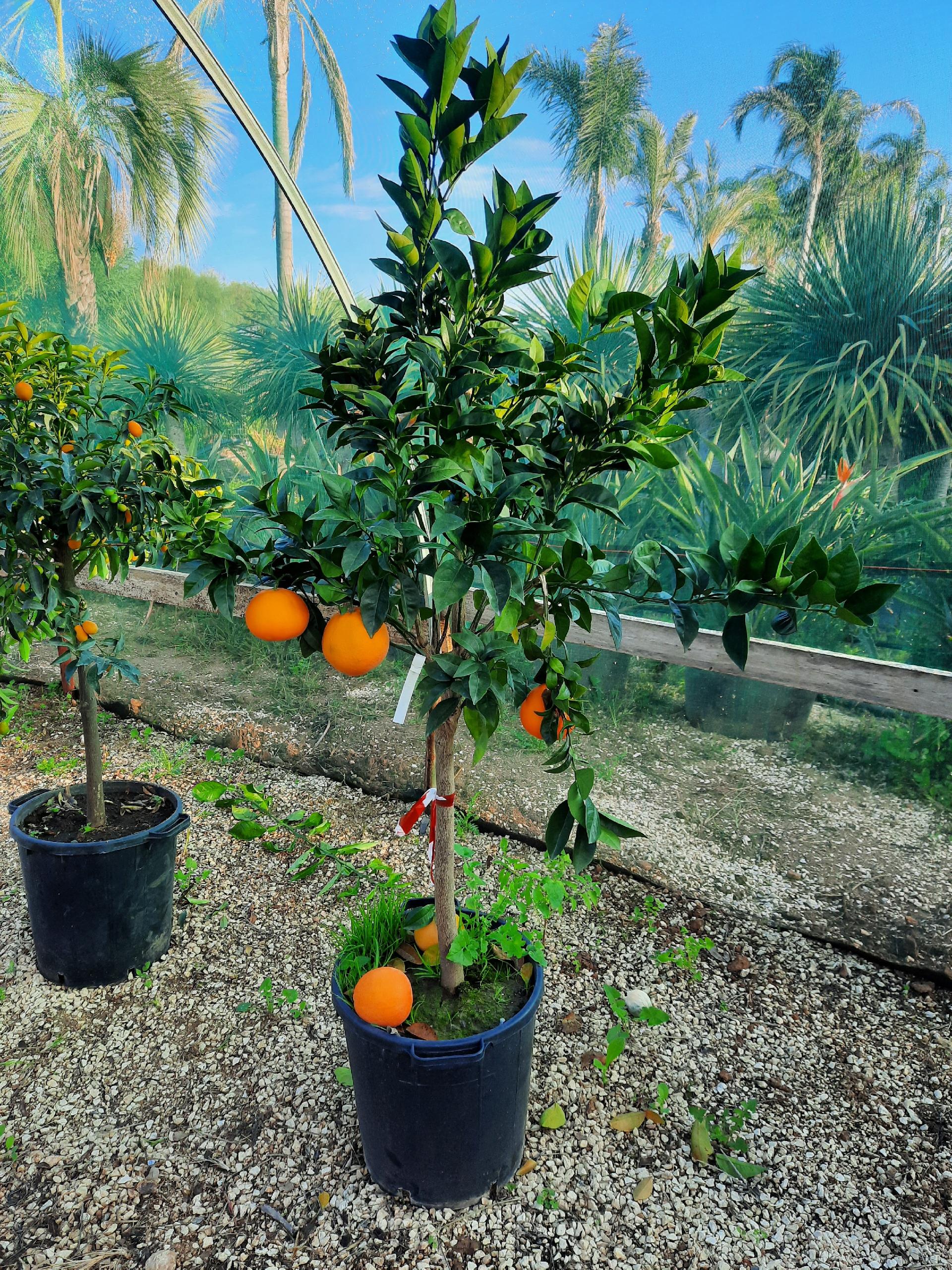 AGRUMI VASO 35 CON FRUTTO albero VASO 35