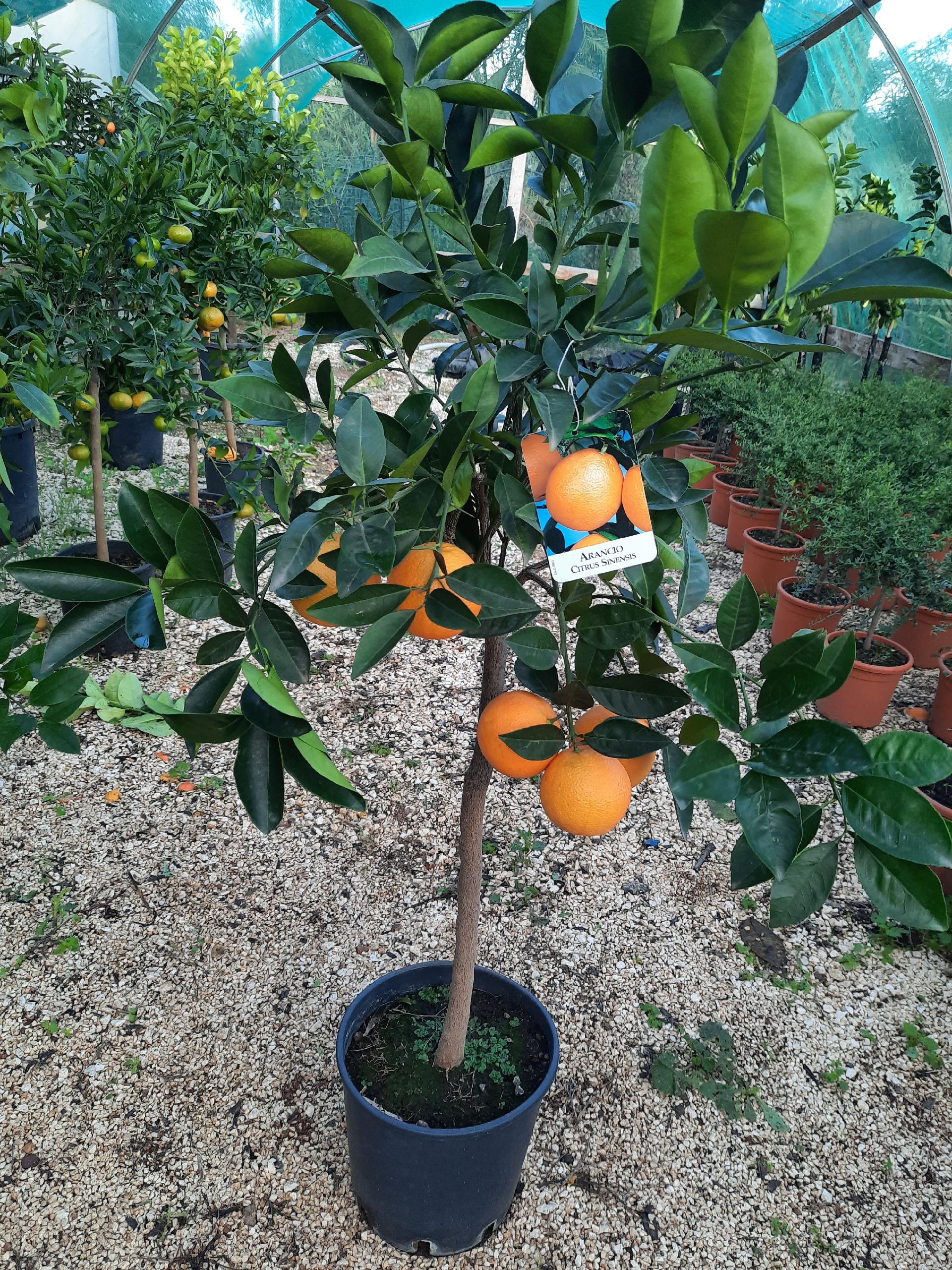 AGRUMI CON FRUTTO albero vaso 24 - 26