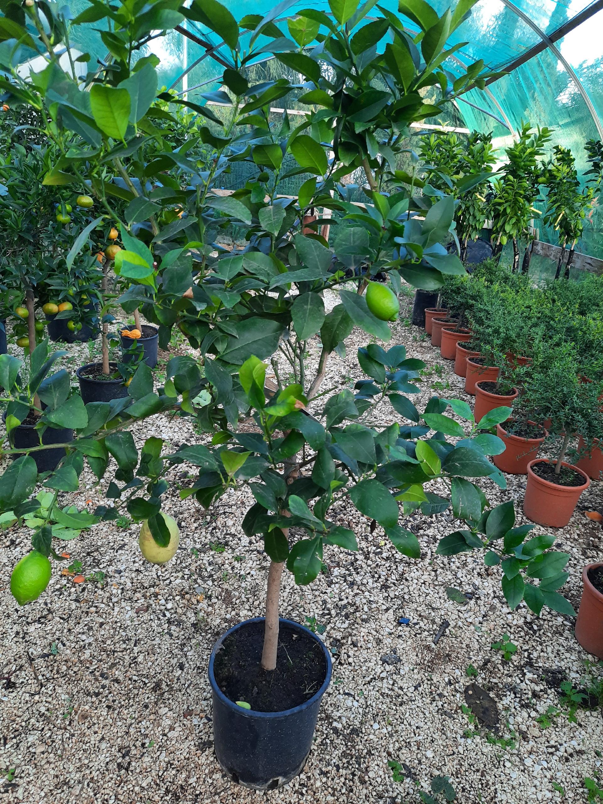 AGRUMI CON FRUTTO albero vaso 24 - 26