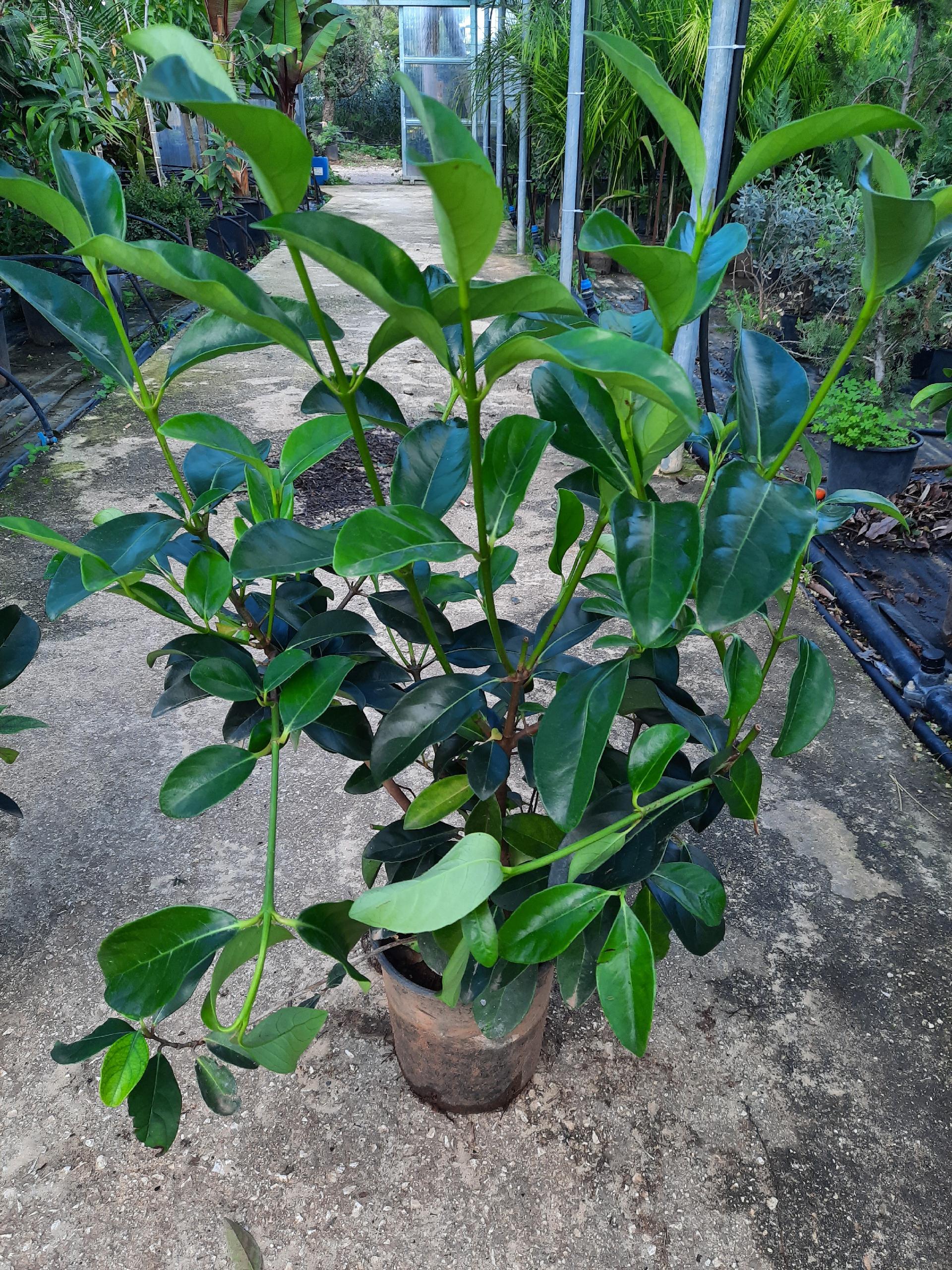 VIBURNUM LUCIDO IN VASO SIEPE VASO 40. V.22