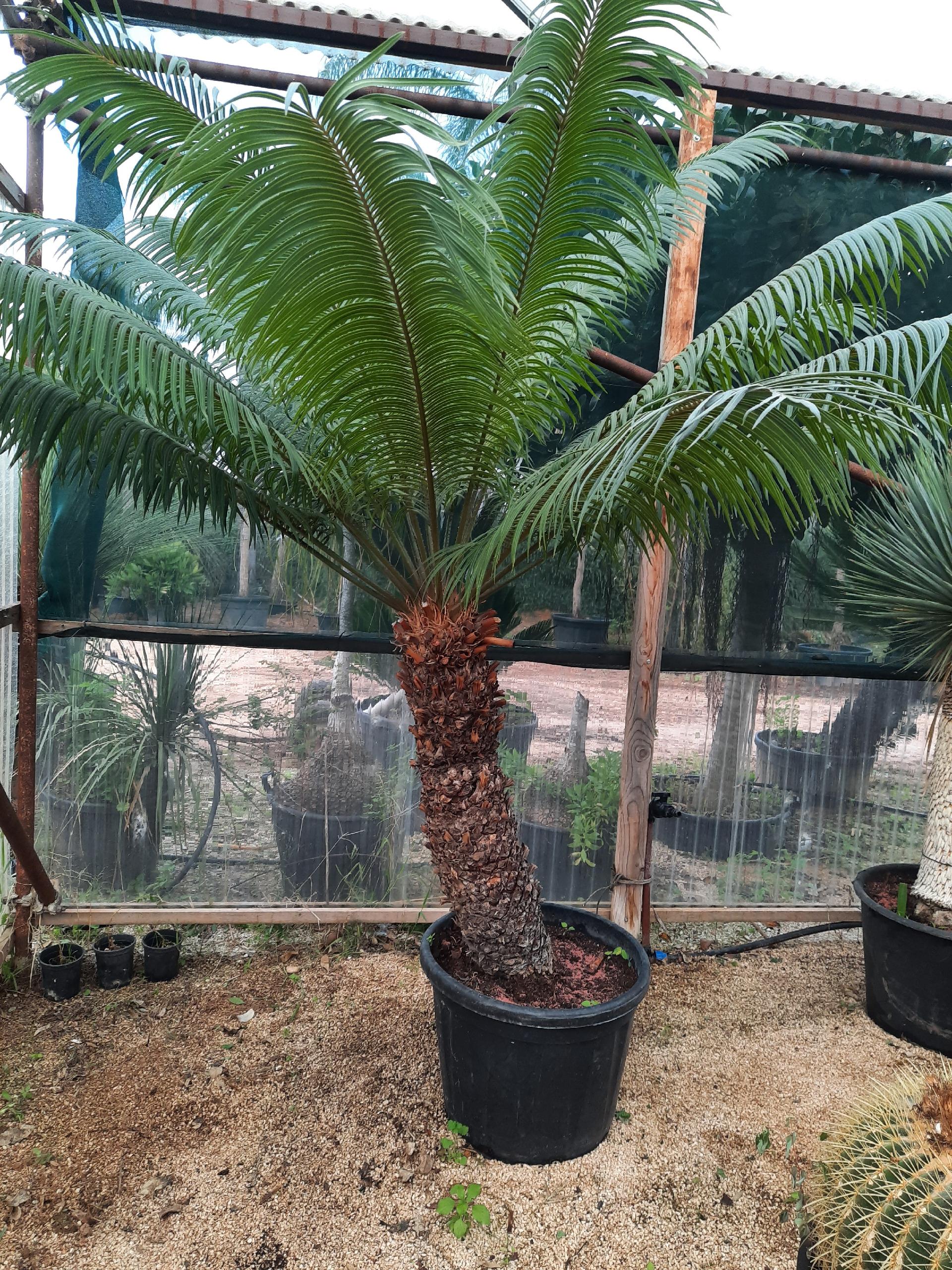 CYCAS CIRCINALIS IN VASO ORNAMENTALE VASO 50 - 60 L