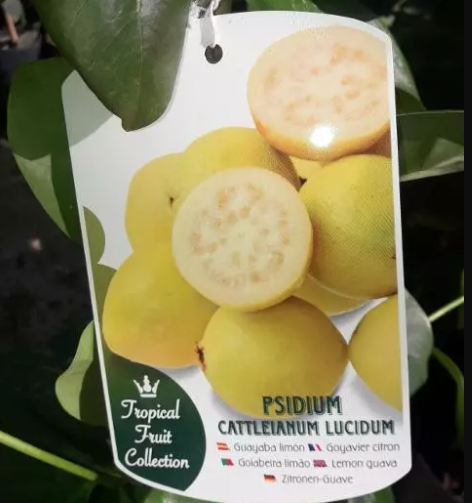 Guayaba O GUAVA ALBERO TROPICALE VASO CONICO 16 - 18