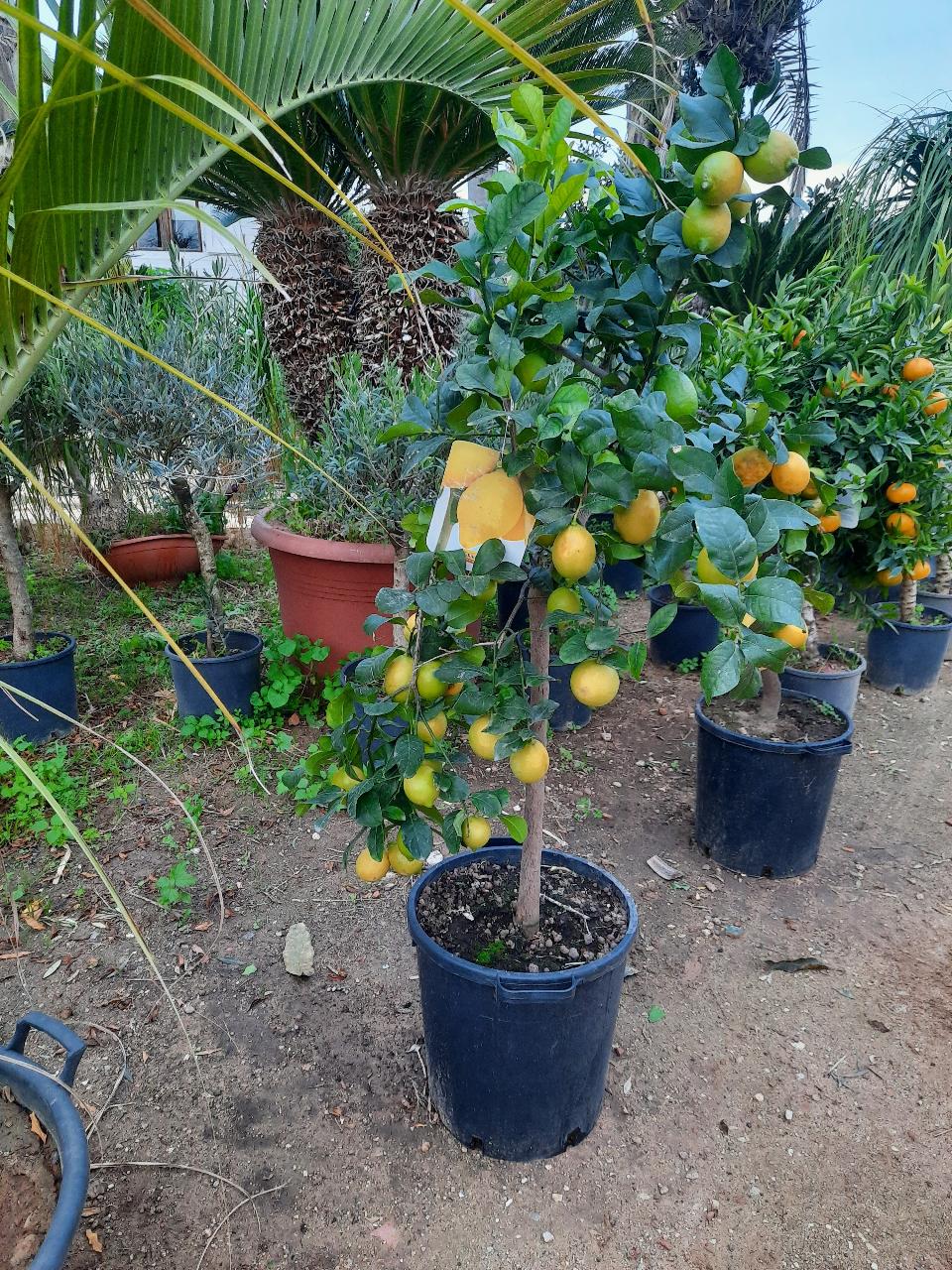 AGRUMI VASO 35 CON FRUTTO albero VASO 35
