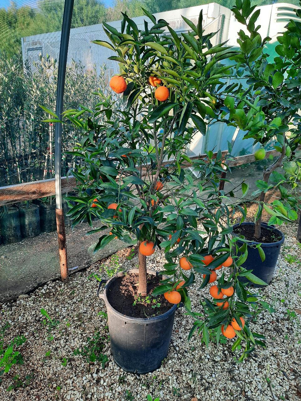 AGRUMI VASO 35 CON FRUTTO albero VASO 35