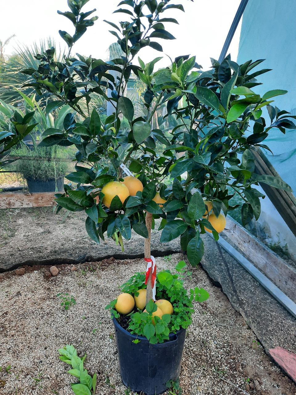 AGRUMI VASO 35 CON FRUTTO albero VASO 35