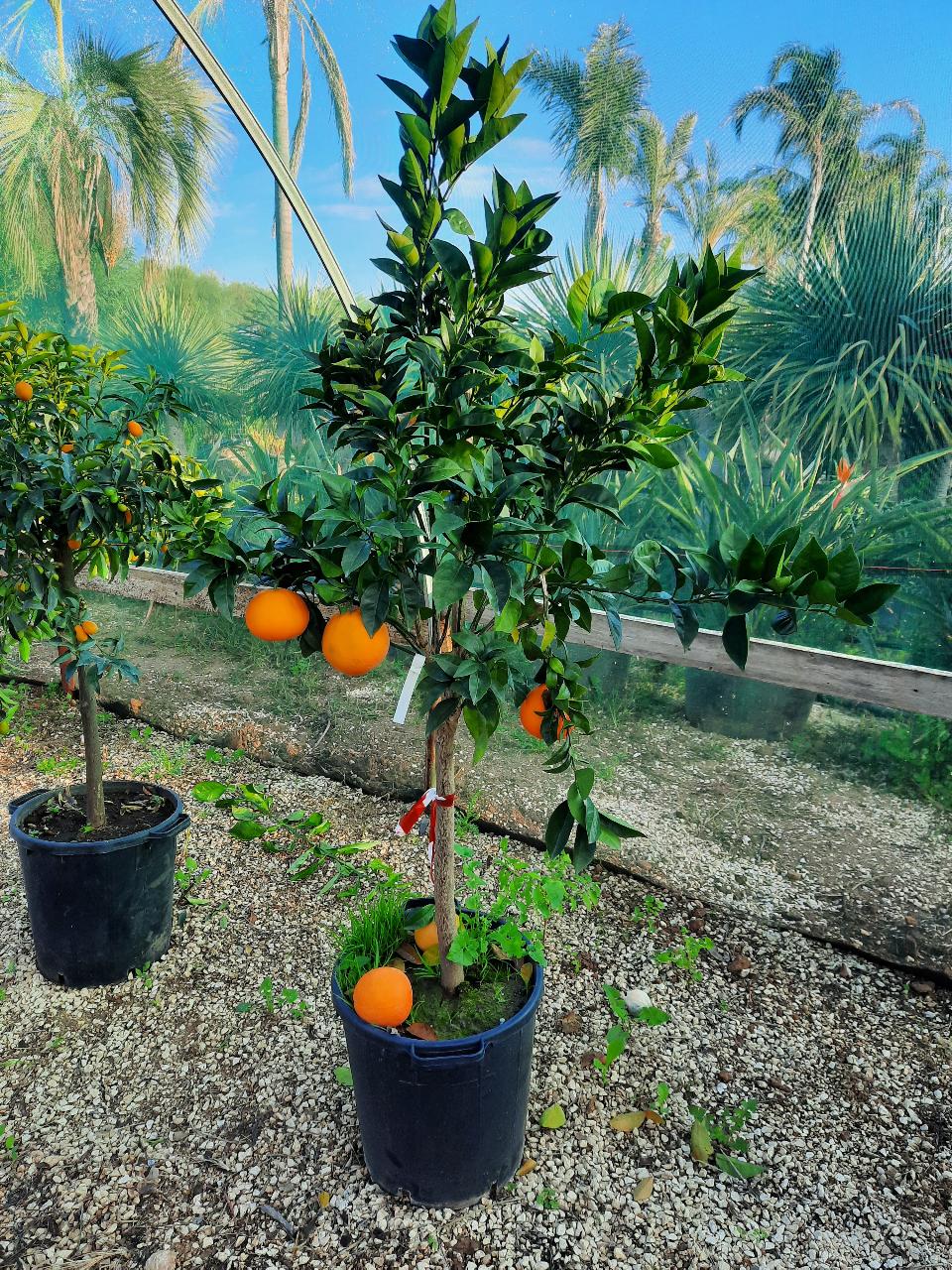 AGRUMI VASO 35 CON FRUTTO albero VASO 35