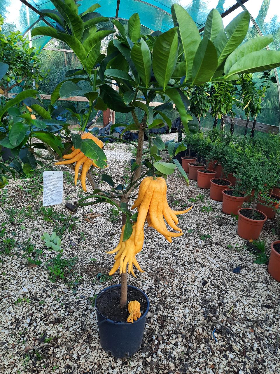 AGRUMI CON FRUTTO albero vaso 24 - 26
