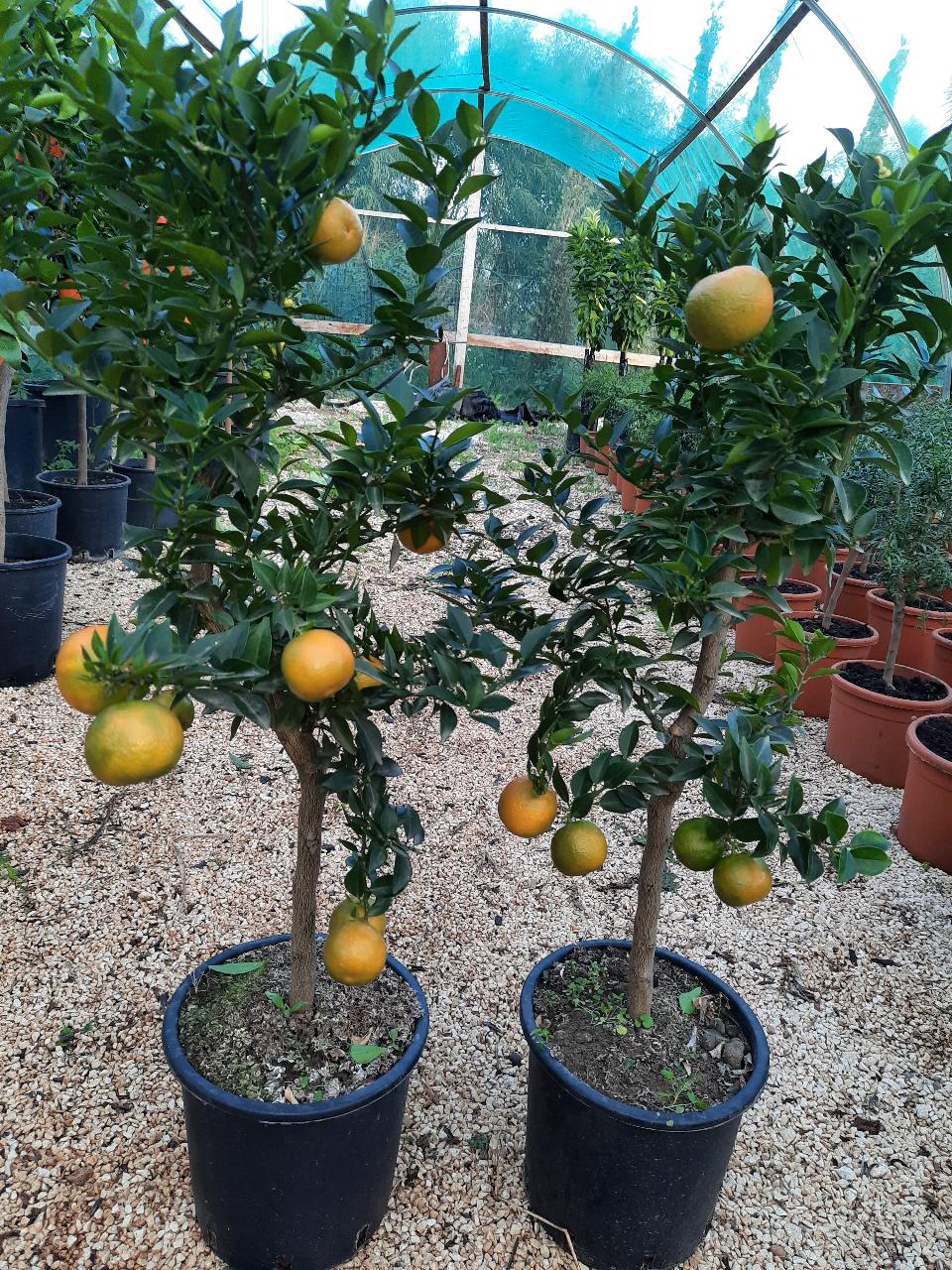 AGRUMI CON FRUTTO albero vaso 24 - 26