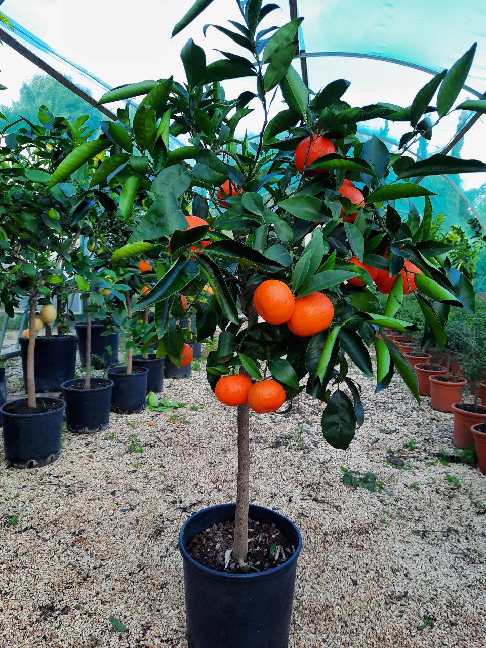 AGRUMI CON FRUTTO albero vaso 24 - 26