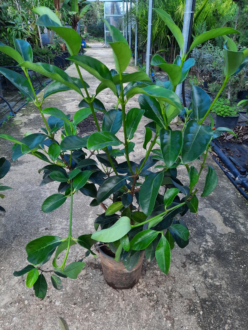 VIBURNUM LUCIDO IN VASO SIEPE VASO 40. V.22