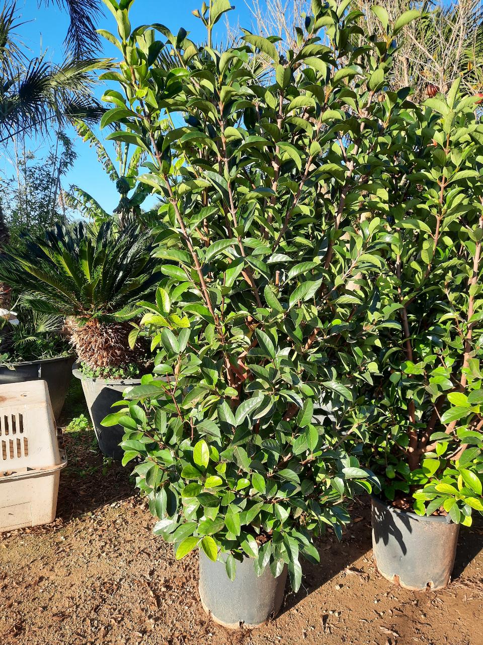 VIBURNUM LUCIDO IN VASO SIEPE VASO 40. V.22