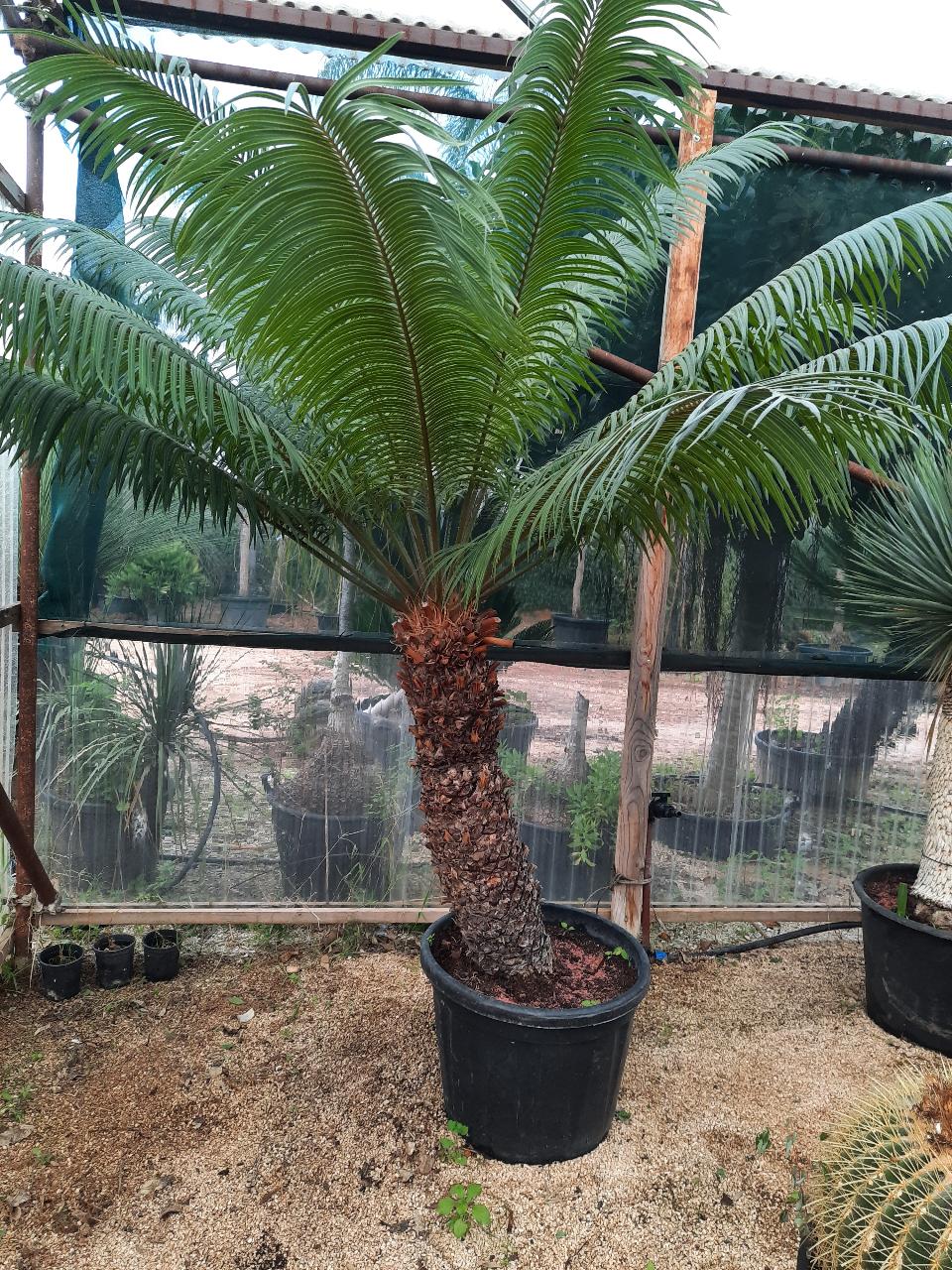 CYCAS CIRCINALIS IN VASO ORNAMENTALE VASO 50 - 60 L