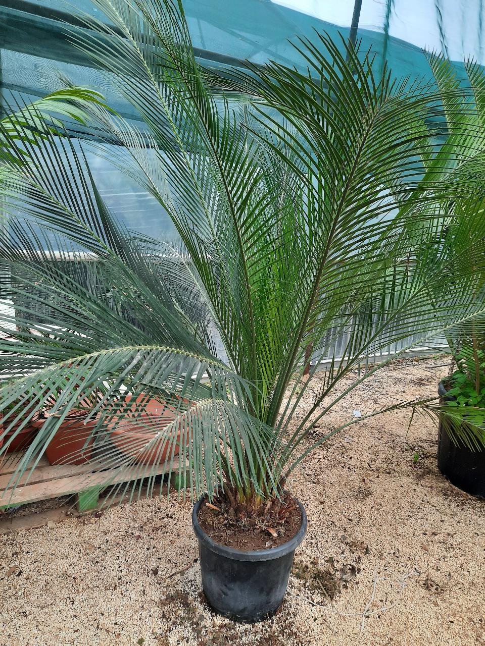 Cycas Macrozamia Cumminis ORNAMENTALE 140 l 50 l