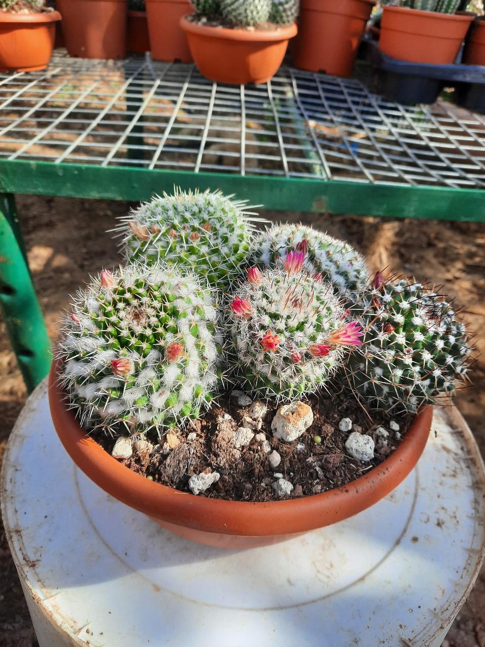 MAMMILLARIA E CACTUS PIANTA GRASSA VASO