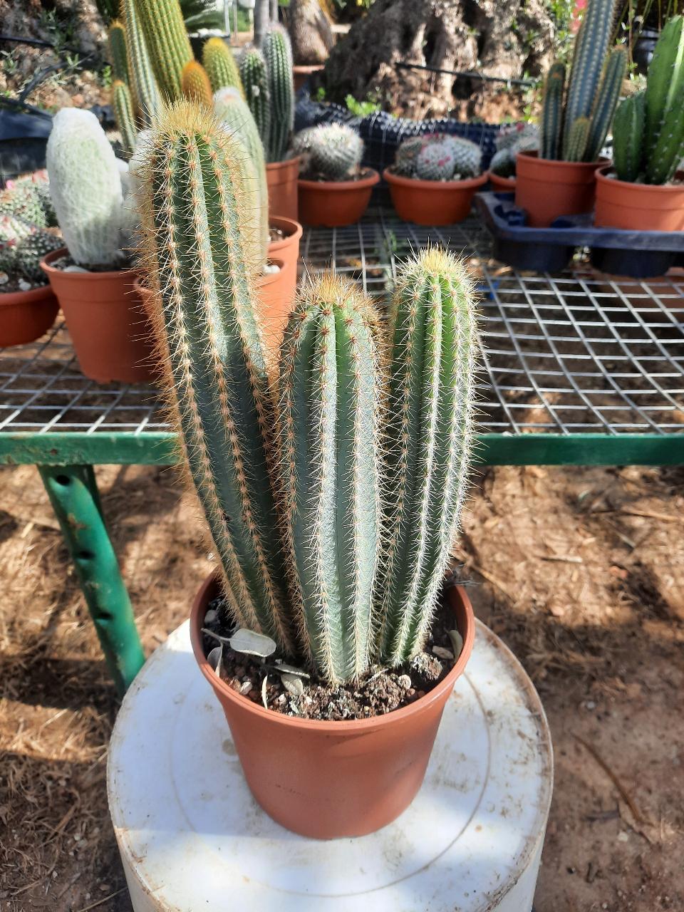 MAMMILLARIA E CACTUS PIANTA GRASSA VASO