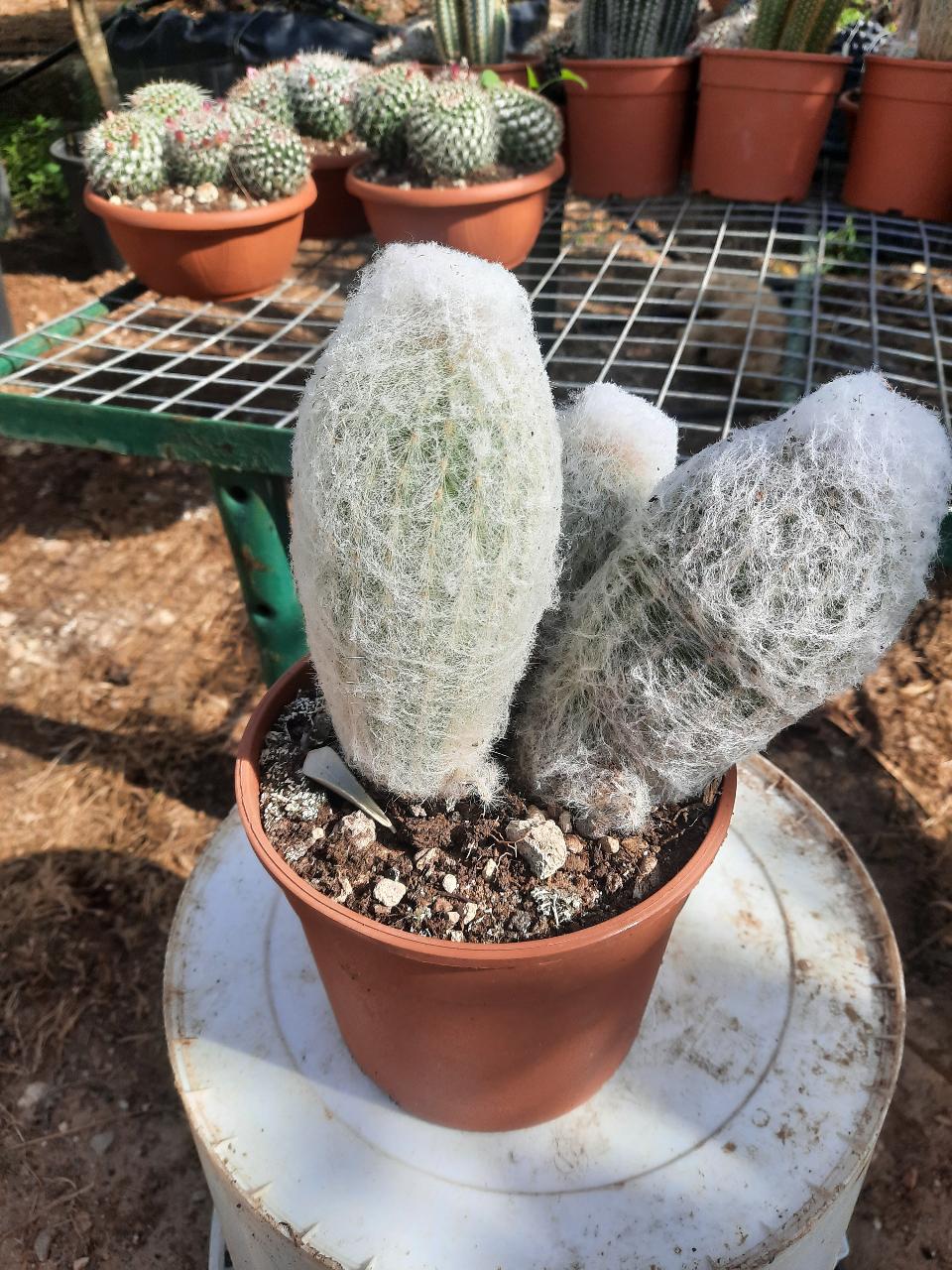 MAMMILLARIA E CACTUS PIANTA GRASSA VASO