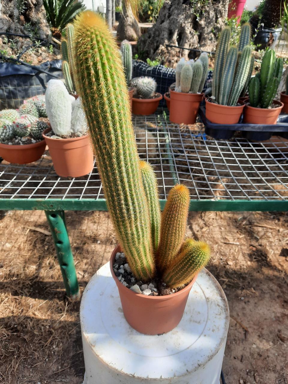 MAMMILLARIA E CACTUS PIANTA GRASSA VASO