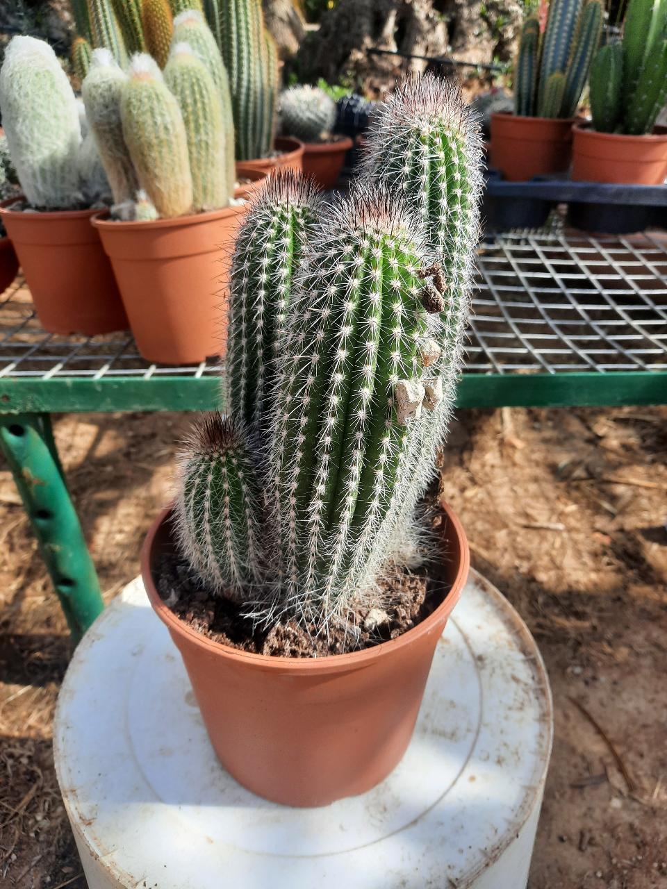 MAMMILLARIA E CACTUS PIANTA GRASSA VASO