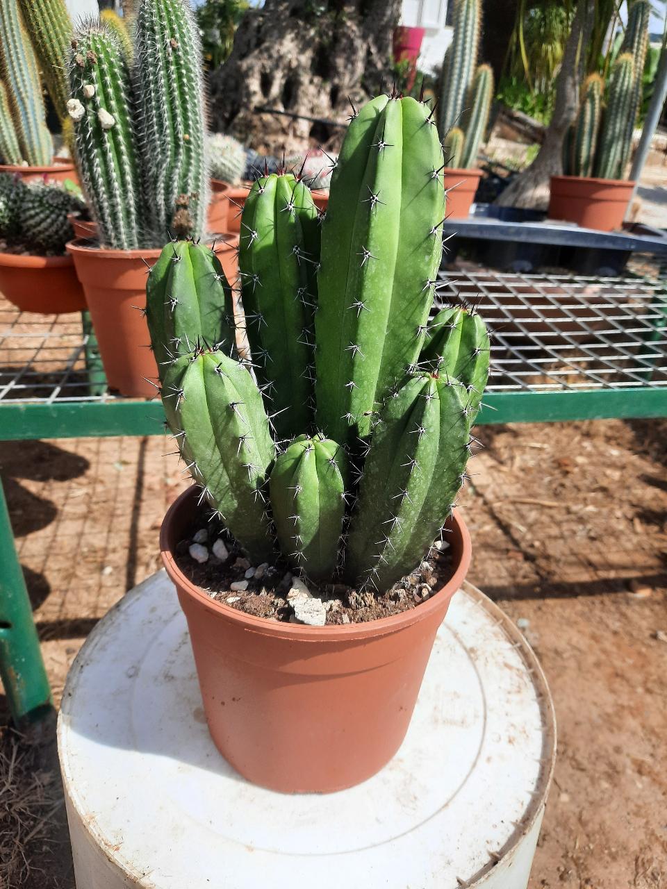 MAMMILLARIA E CACTUS PIANTA GRASSA VASO