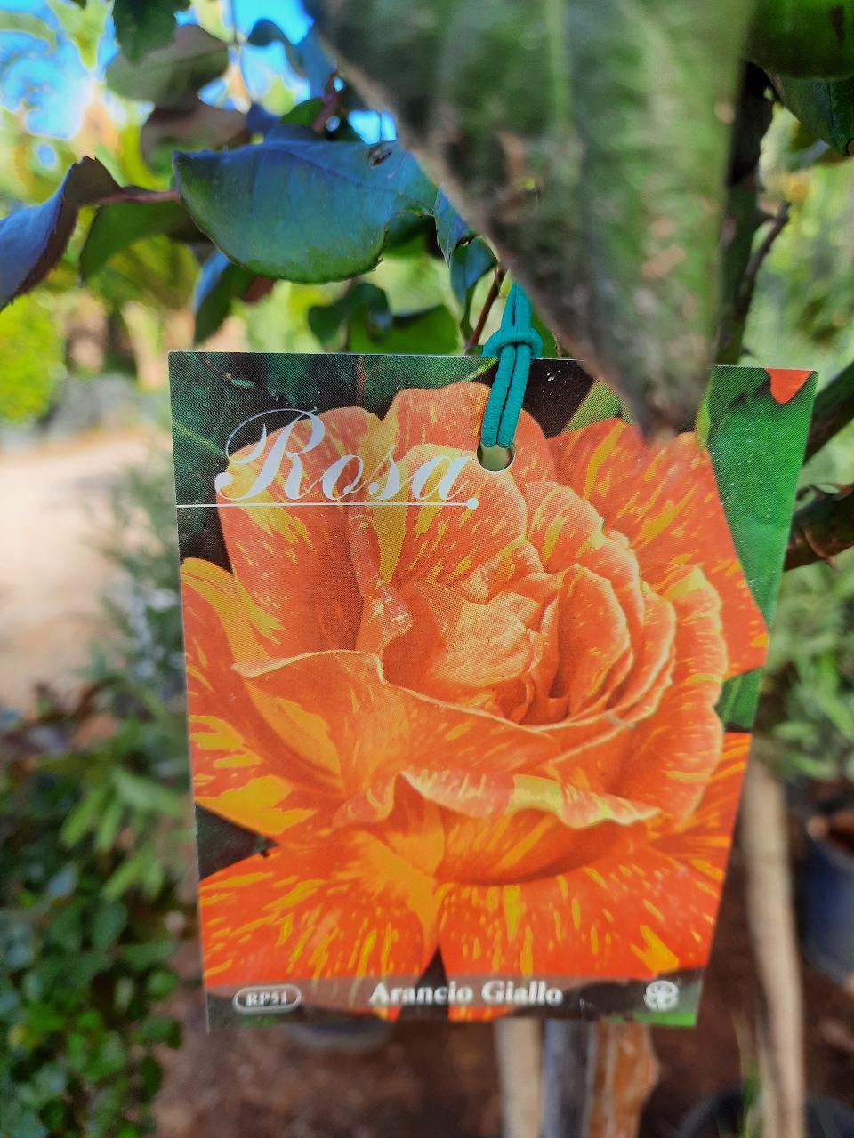 ROSE ALBERELLO INNESTATE CTL 12 1 - 2 FUSTO 1 - 4 FUSTO