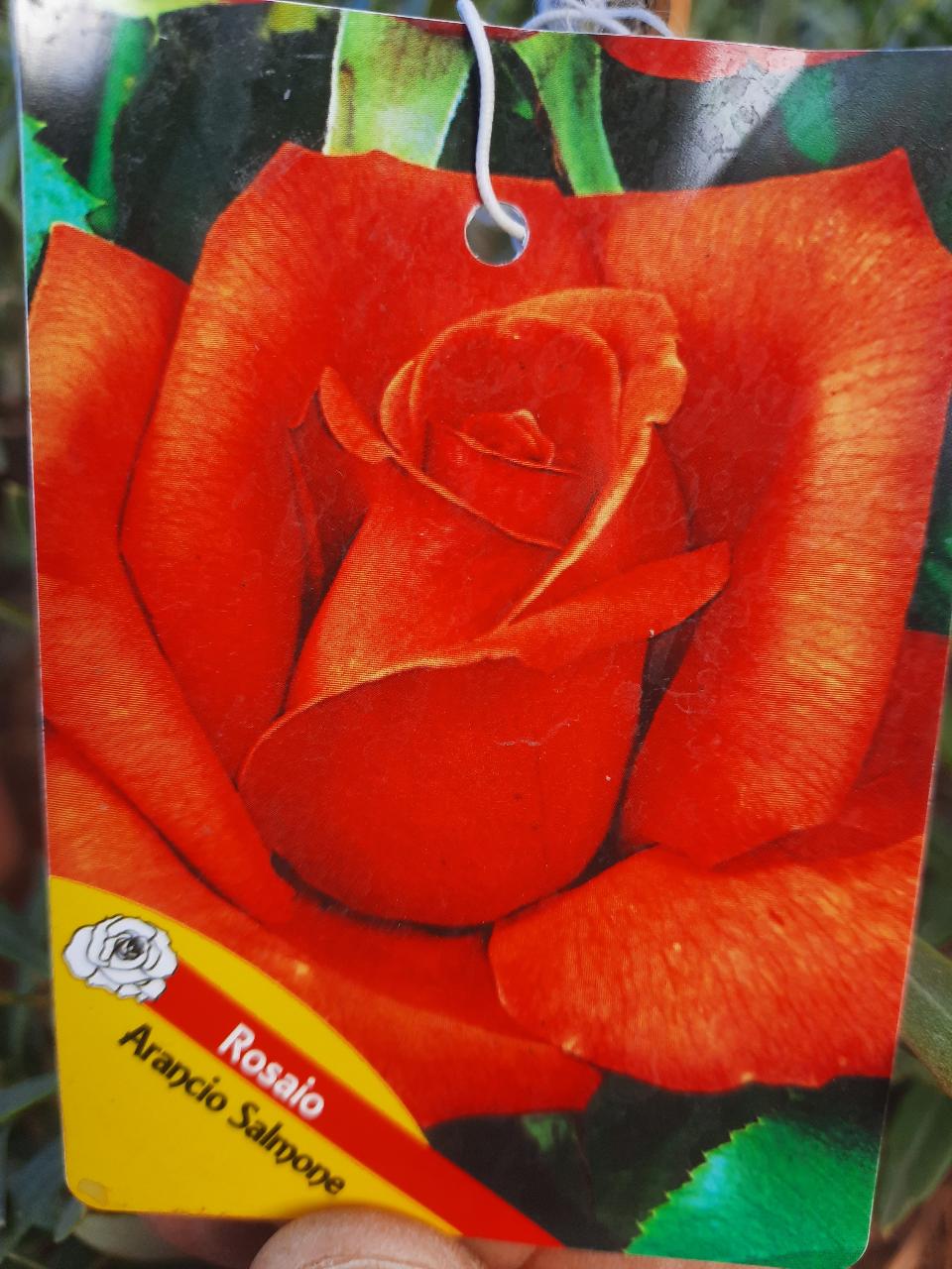 ROSE ALBERELLO INNESTATE CTL 12 1 - 2 FUSTO 1 - 4 FUSTO