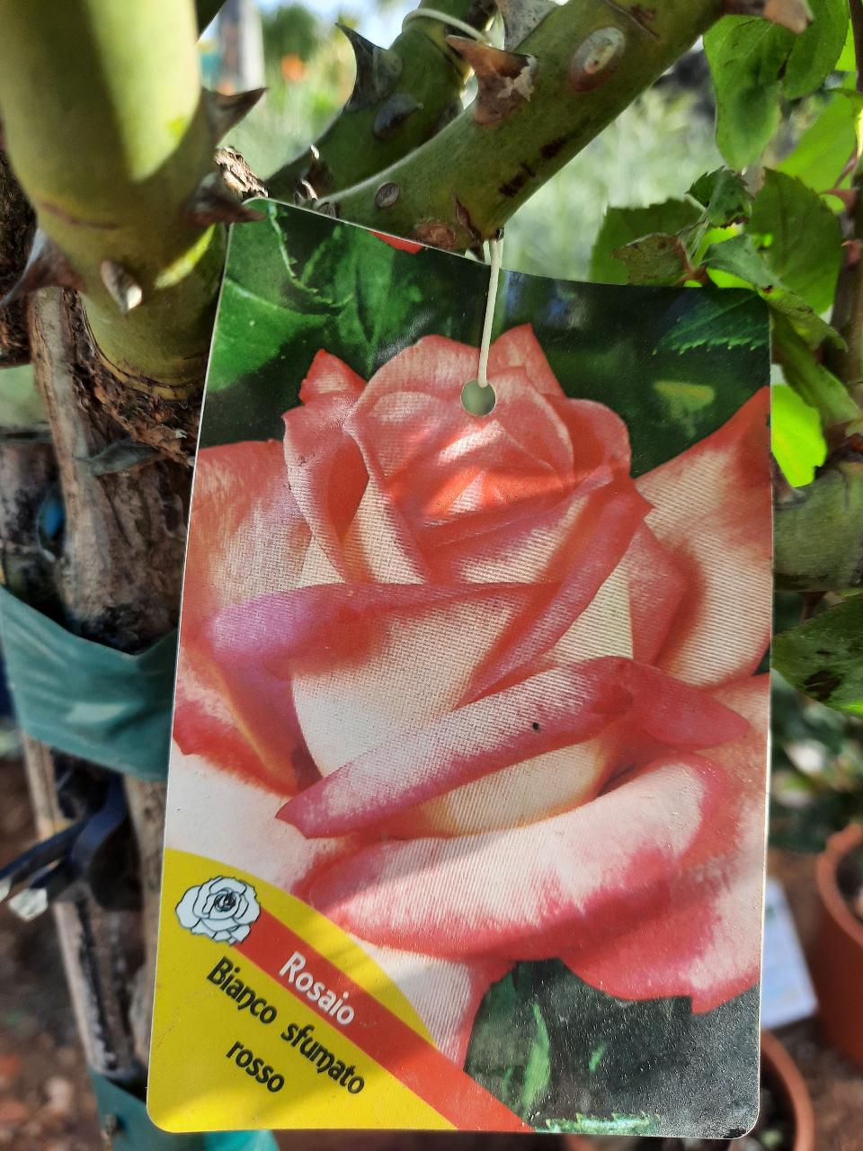 ROSE ALBERELLO INNESTATE CTL 12 1 - 2 FUSTO 1 - 4 FUSTO