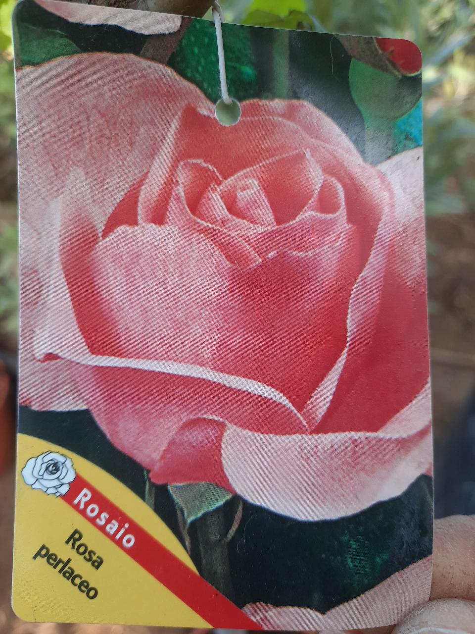 ROSE ALBERELLO INNESTATE CTL 12 1 - 2 FUSTO 1 - 4 FUSTO