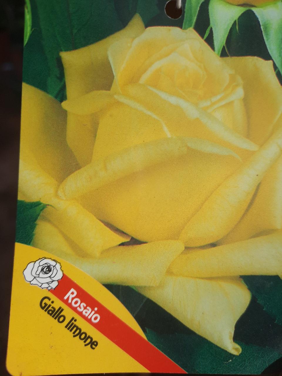 ROSE ALBERELLO INNESTATE CTL 12 1 - 2 FUSTO 1 - 4 FUSTO