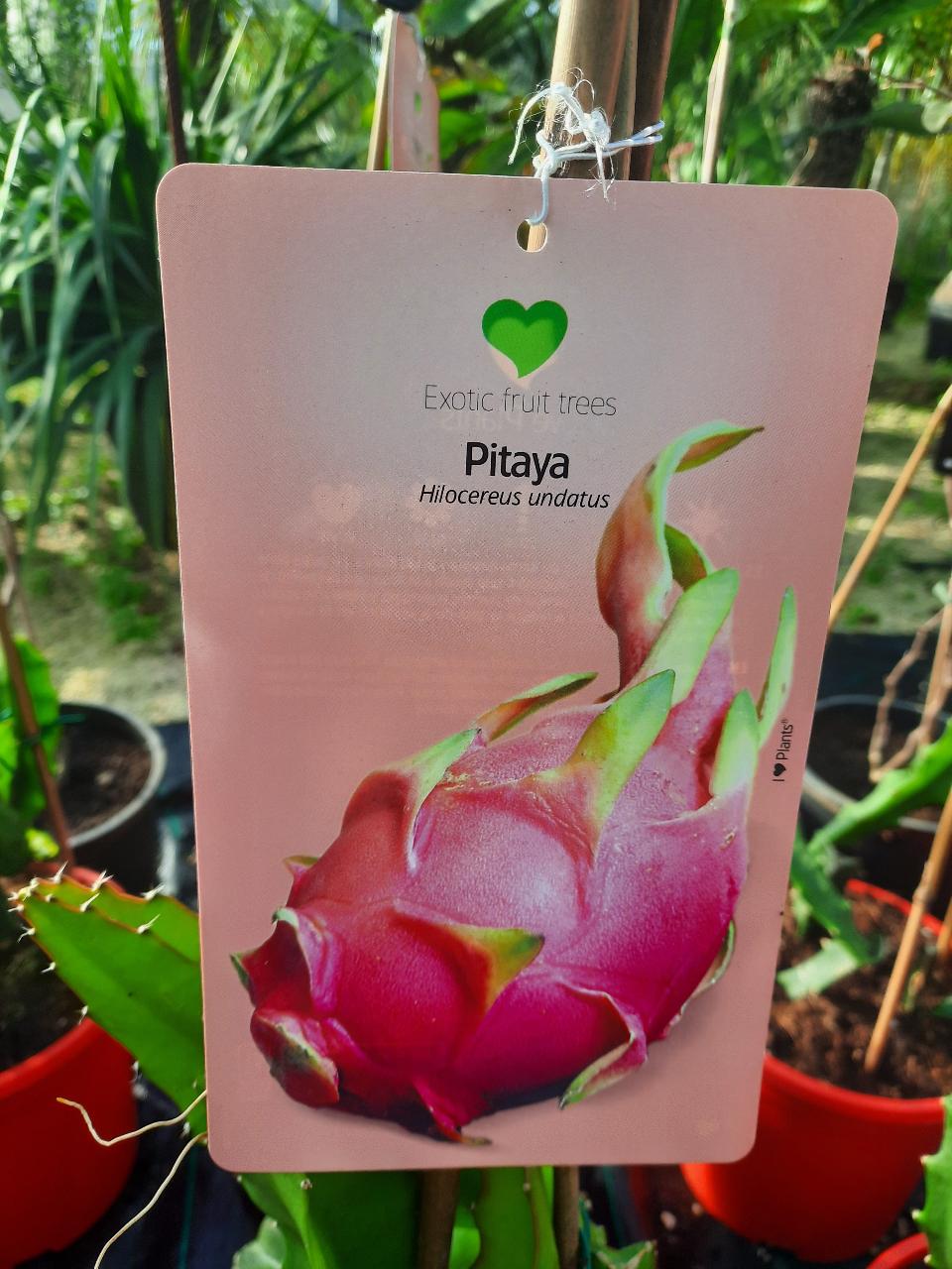 PITAYA  IN VASO PIANTA TROPICALE vaso 24 - 26