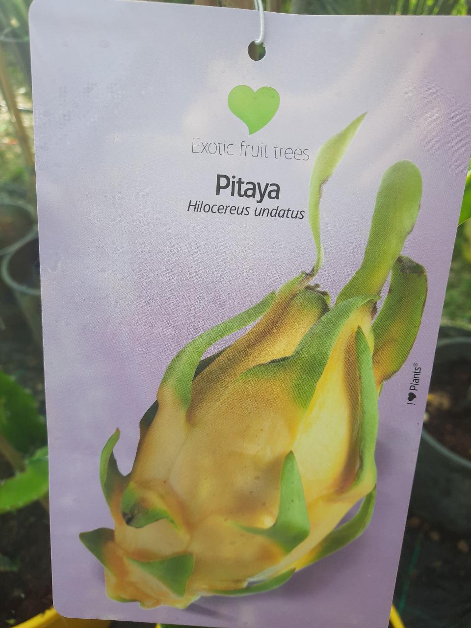PITAYA  IN VASO PIANTA TROPICALE vaso 24 - 26