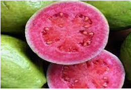 Guayaba O GUAVA ALBERO TROPICALE VASO CONICO 16 - 18