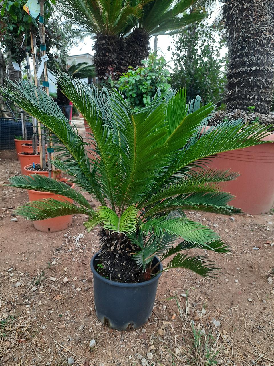 CYCAS REVOLUTA IN VASO ORNAMENTALE VASO ROSSO 40 - 45 L