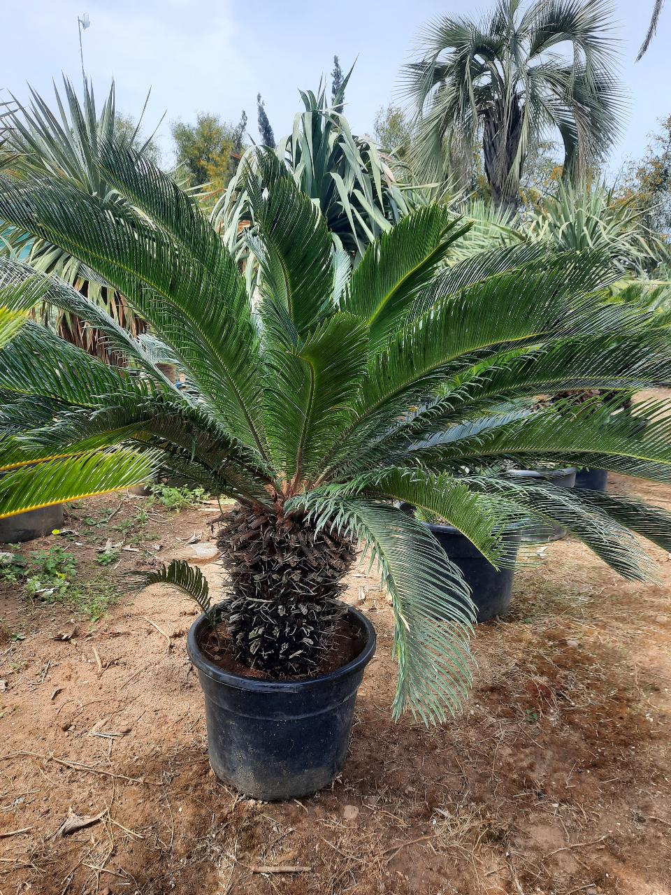 CYCAS REVOLUTA IN VASO ORNAMENTALE VASO ROSSO 40 - 45 L