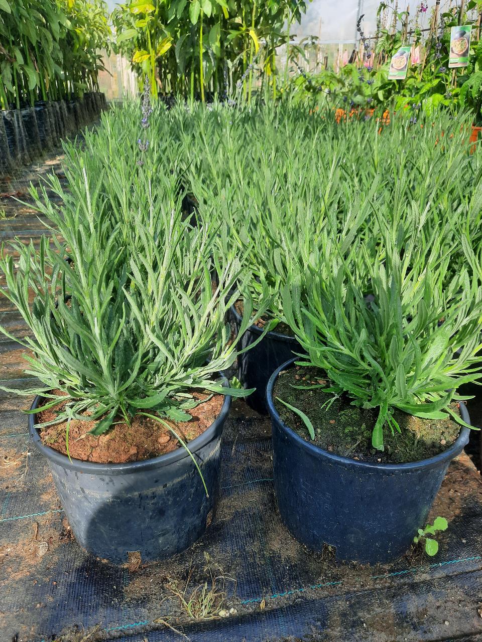 AROMI VASO 14 TUTTI I TIPI SIEPE AROMATICA VASO 14 - 15