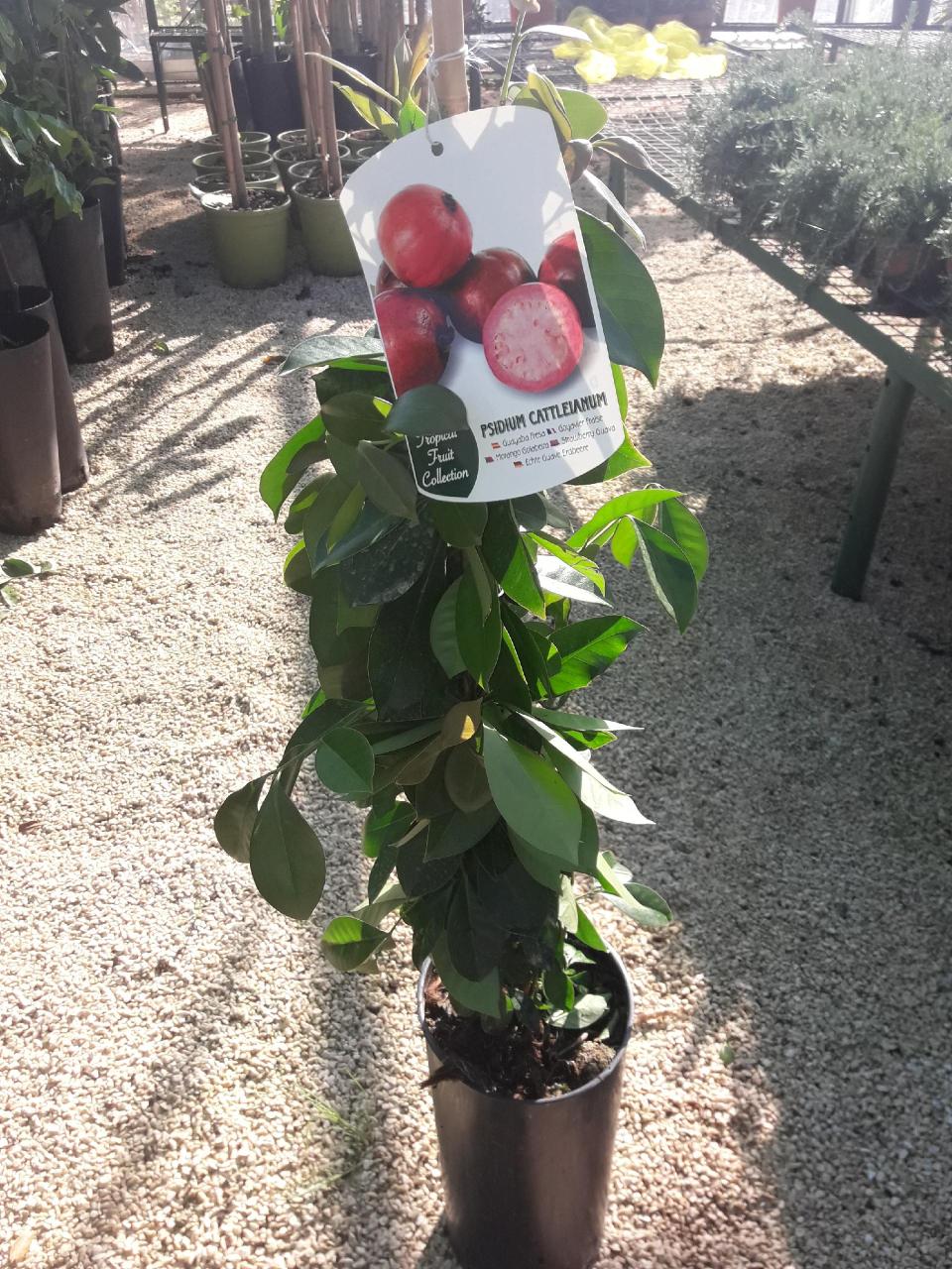 Guayaba O GUAVA ALBERO TROPICALE VASO CONICO 16 - 18