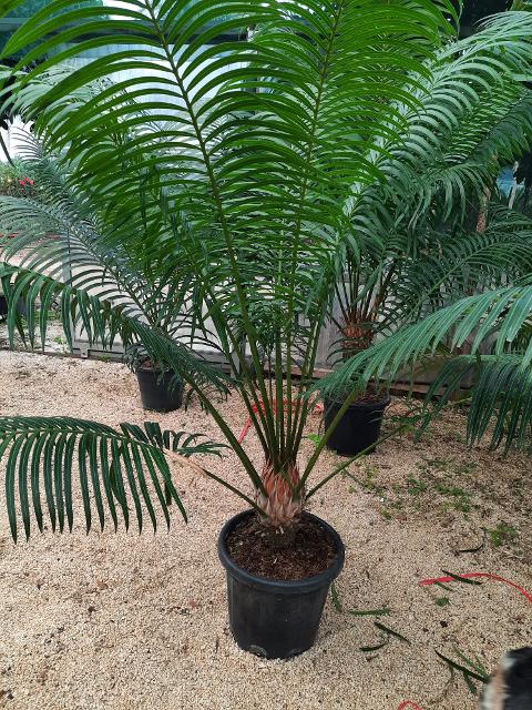 CYCAS CIRCINALIS IN VASO ORNAMENTALE VASO 50 - 60 L