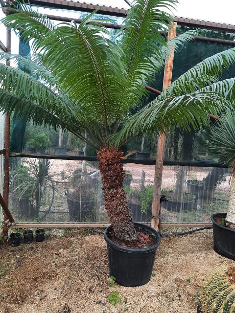 CYCAS CIRCINALIS IN VASO ORNAMENTALE VASO 50 - 60 L