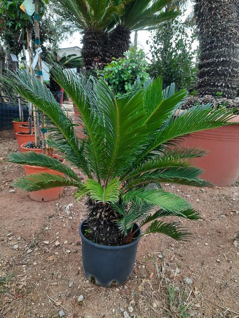 CYCAS REVOLUTA IN VASO ORNAMENTALE VASO ROSSO 40 - 45 L
