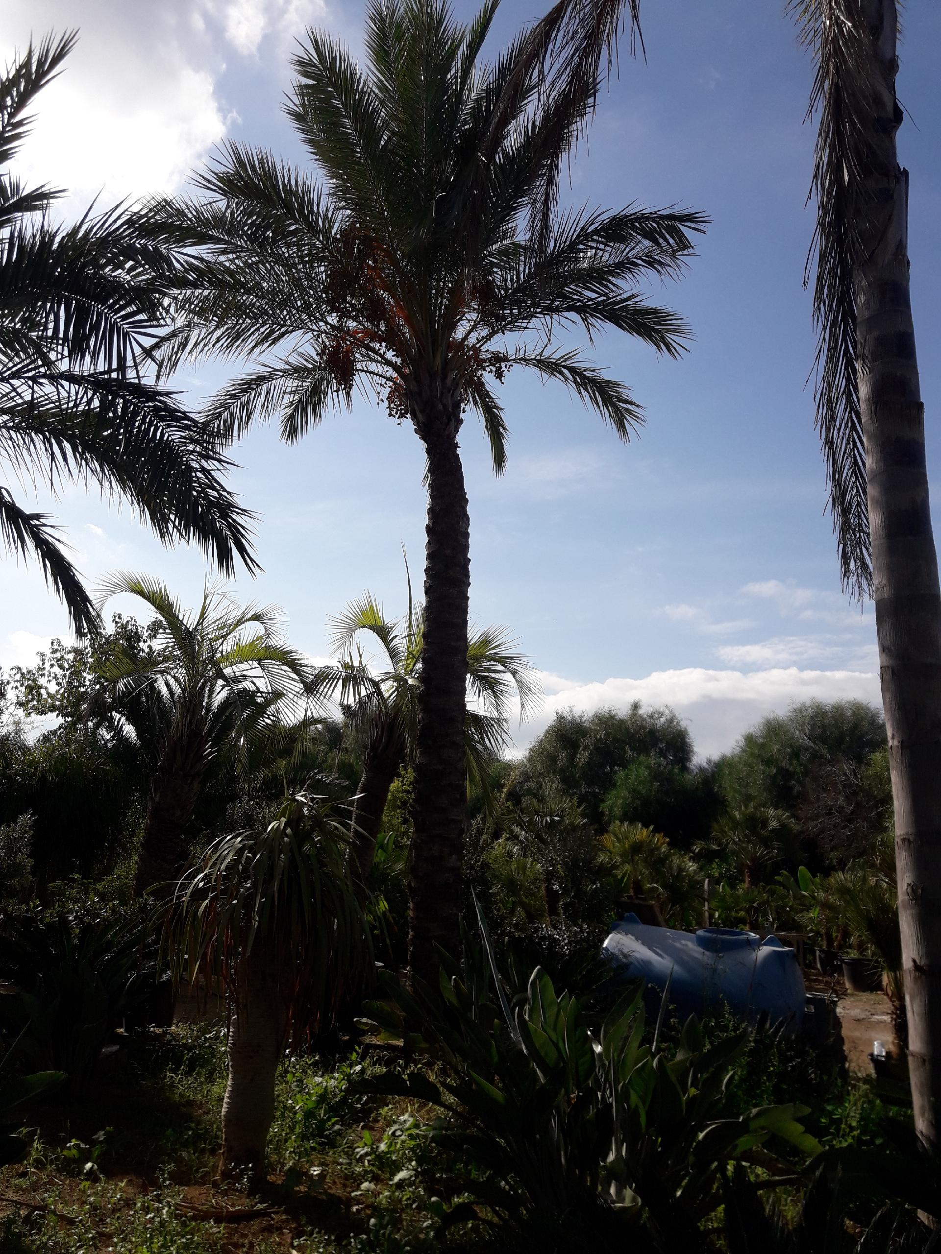 PALMA DATTILIFERA ORNAMENTALE da zolla 2mt tronco