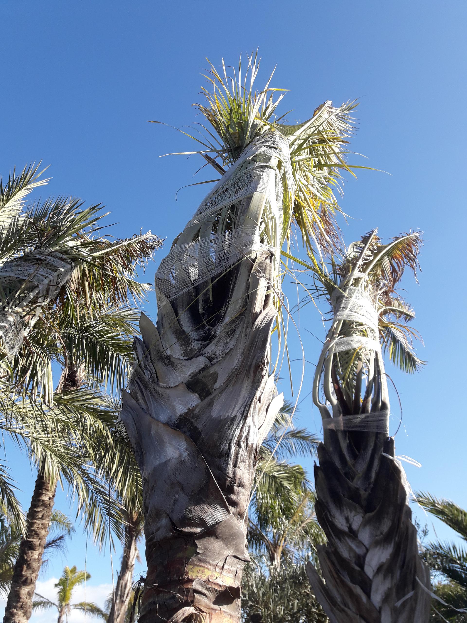 Dypsis Decaryi ORNAMENTALE vaso 300 l.