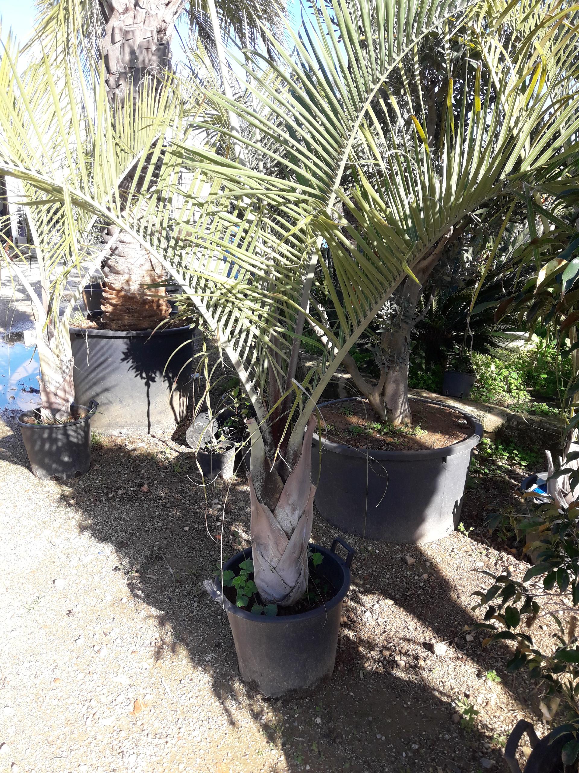 Dypsis Decaryi ORNAMENTALE vaso 300 l.