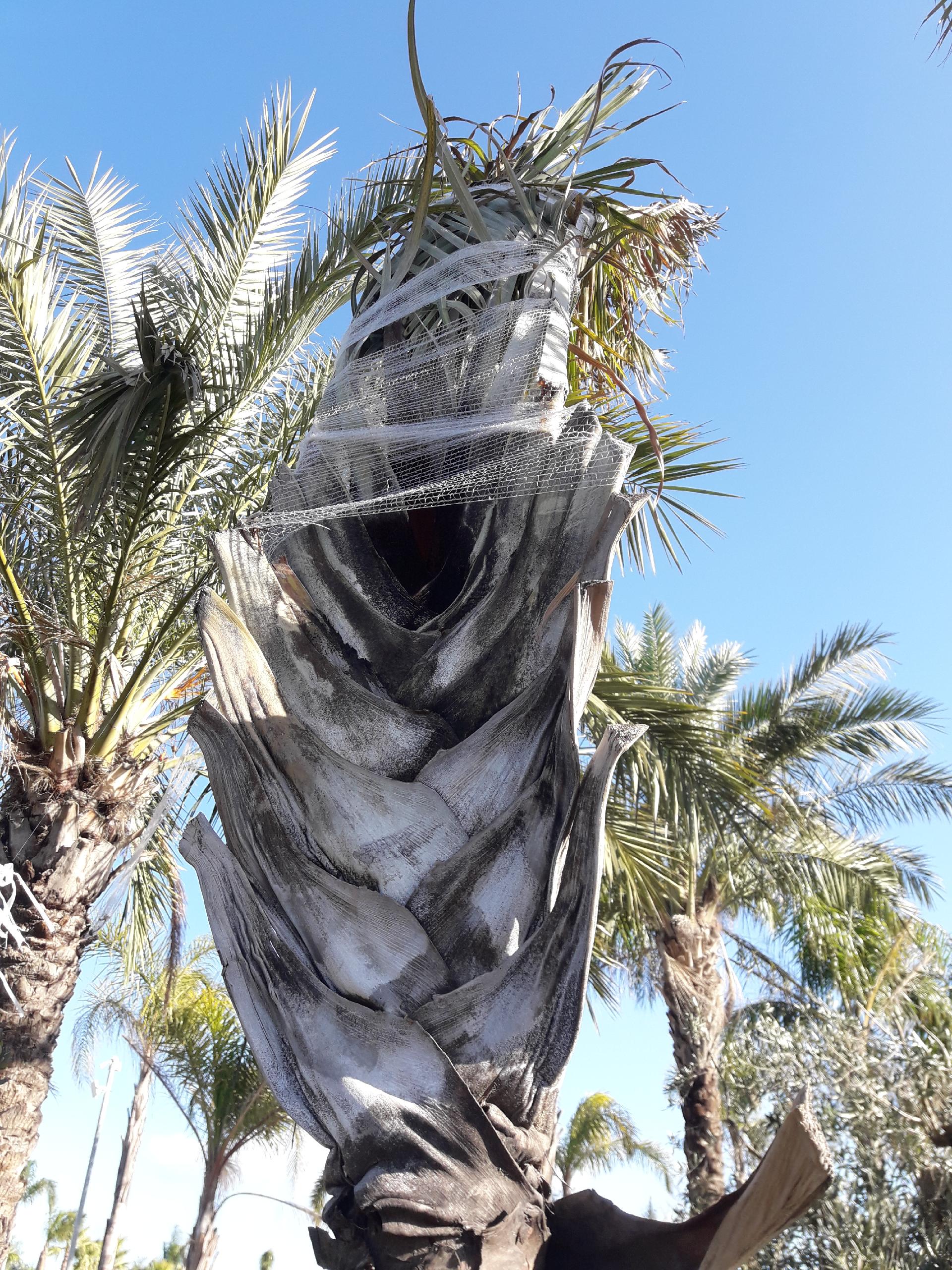 Dypsis Decaryi ORNAMENTALE vaso 300 l.