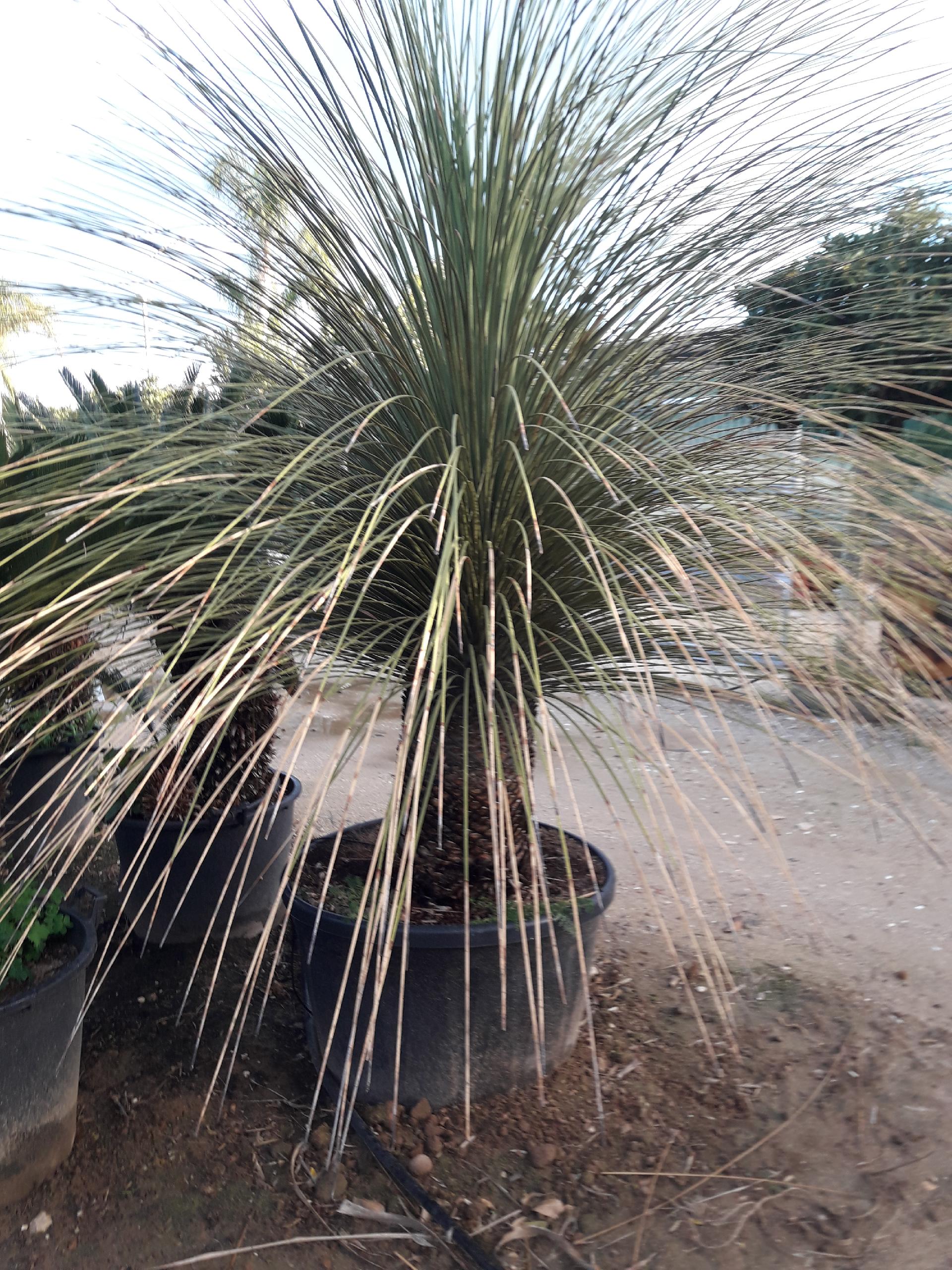 DASYLIRION LONGISSIMUM IN VASO  ORNAMENTALE MASTELLO 35