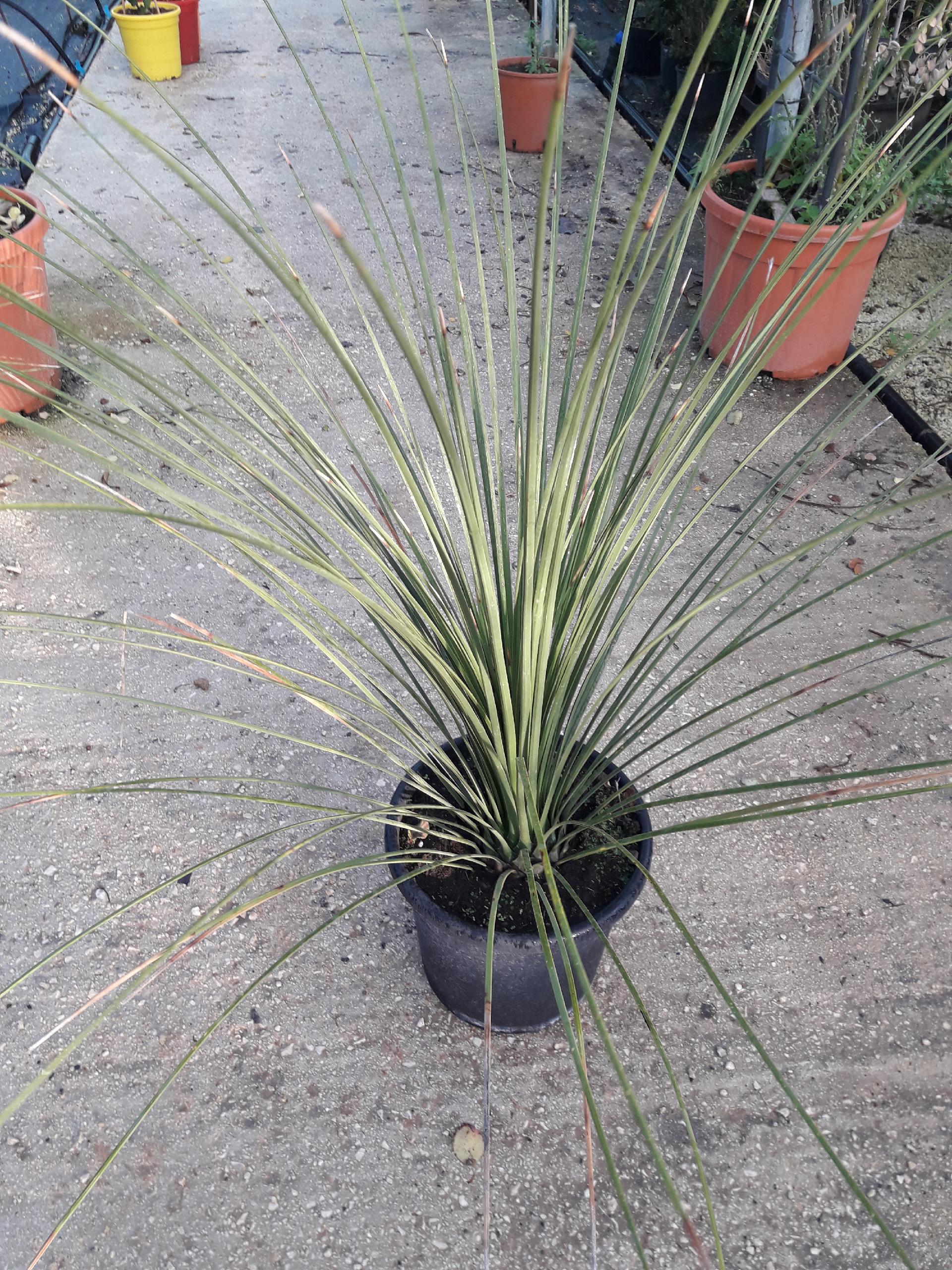 DASYLIRION LONGISSIMUM IN VASO ORNAMENTALE VASO 200 L