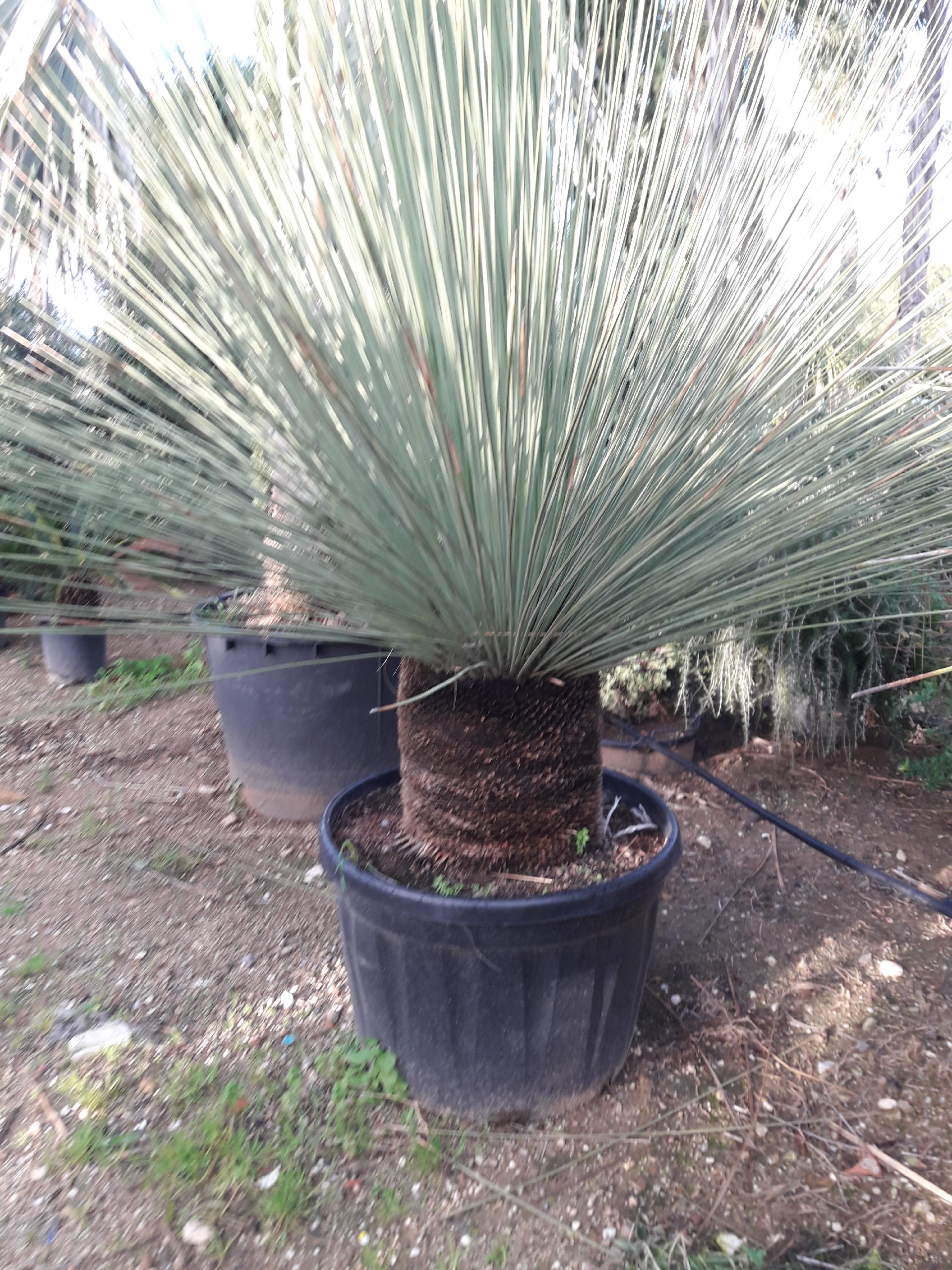 DASYLIRION LONGISSIMUM IN VASO  ORNAMENTALE MASTELLO 35