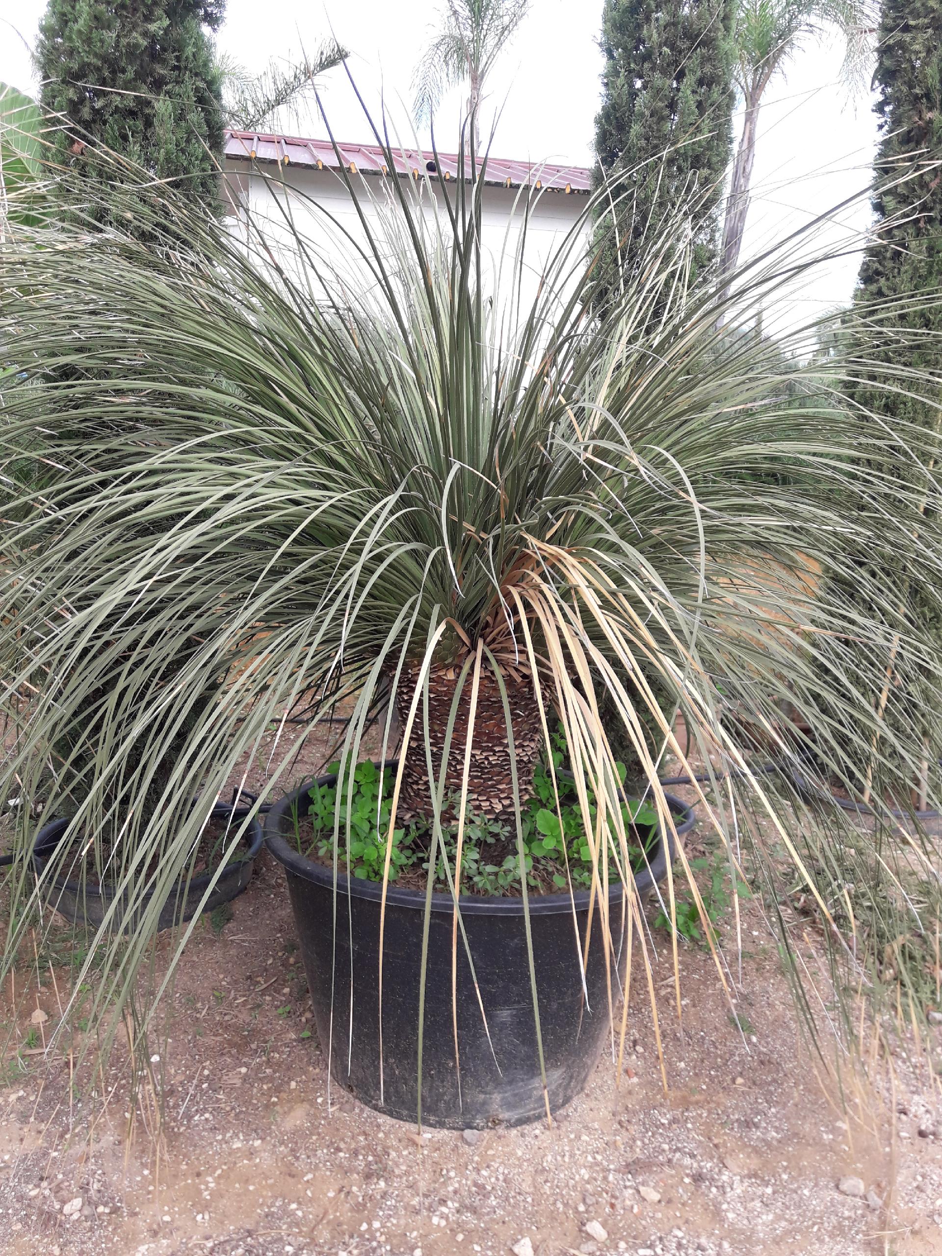 DASYLIRION LONGISSIMUM IN VASO ORNAMENTALE VASO 200 L