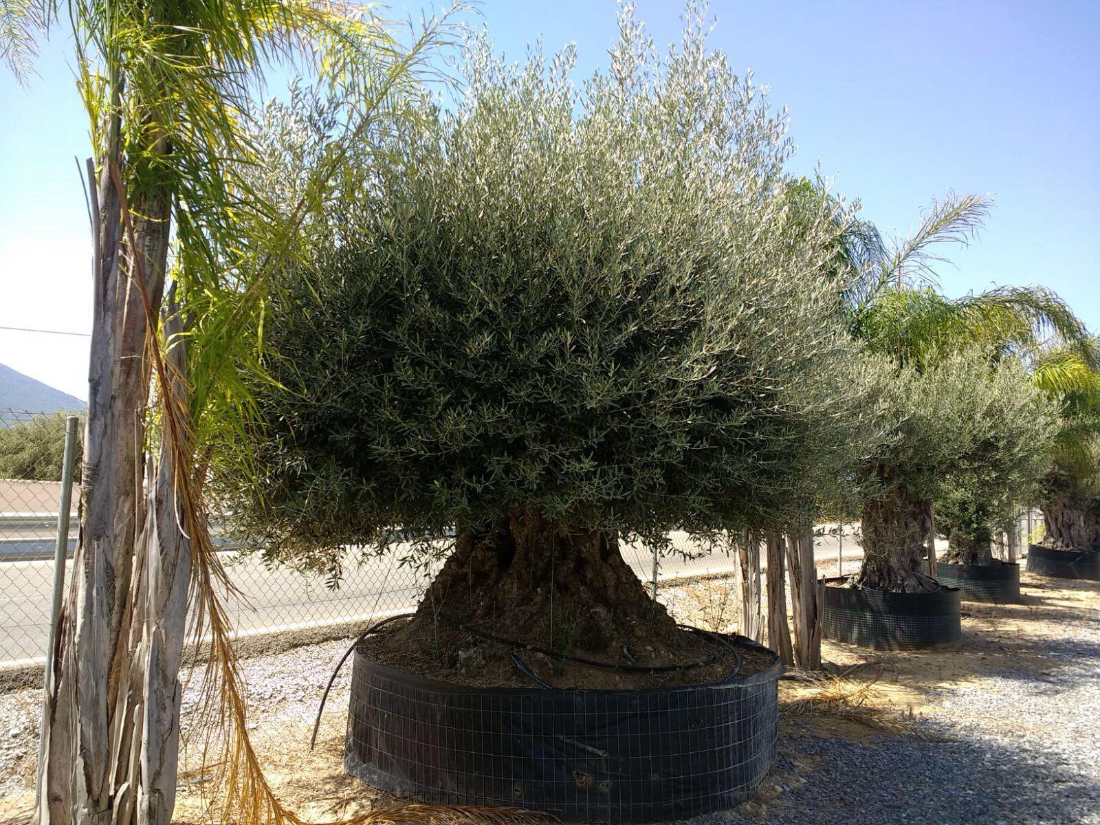 ULIVO BONSAI IN ZOLLA albero IN ZOLLA