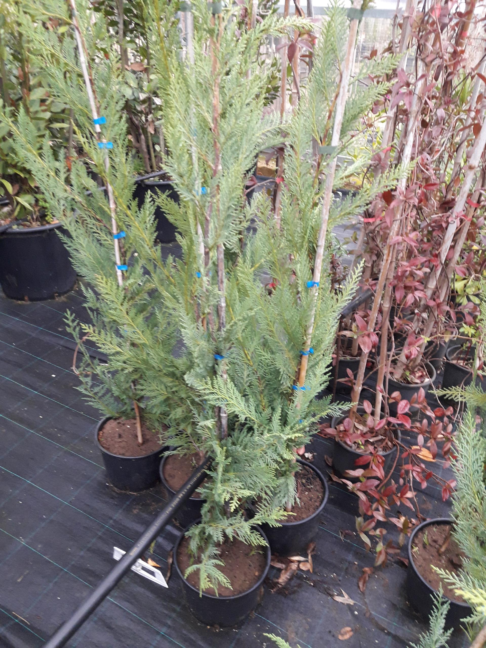 Leylandii Vaso SIEPE vaso 24 INNESTATO