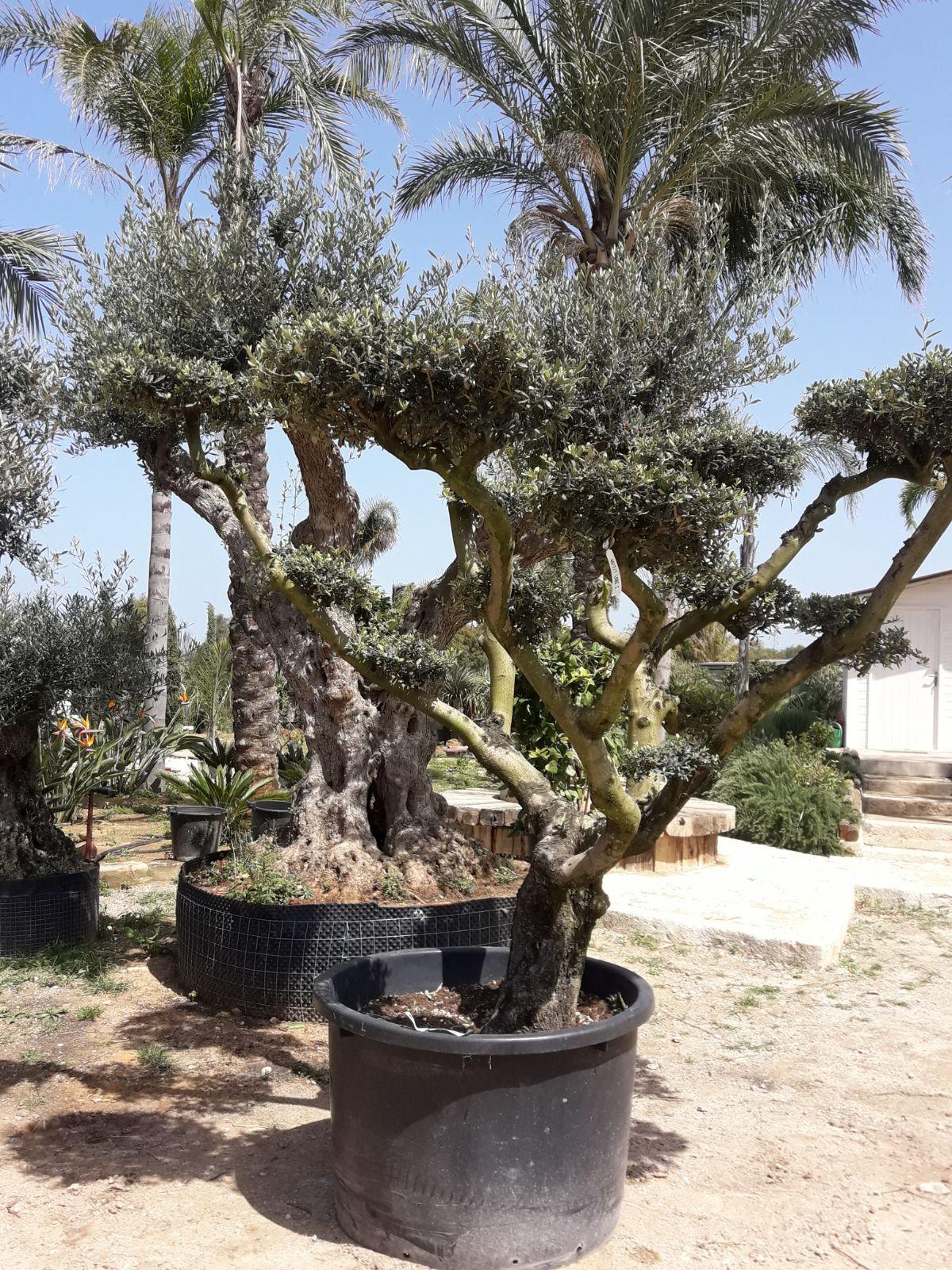 ULIVO RAMIFICATO A PALLA ORNAMENTALE IN ZOLLA